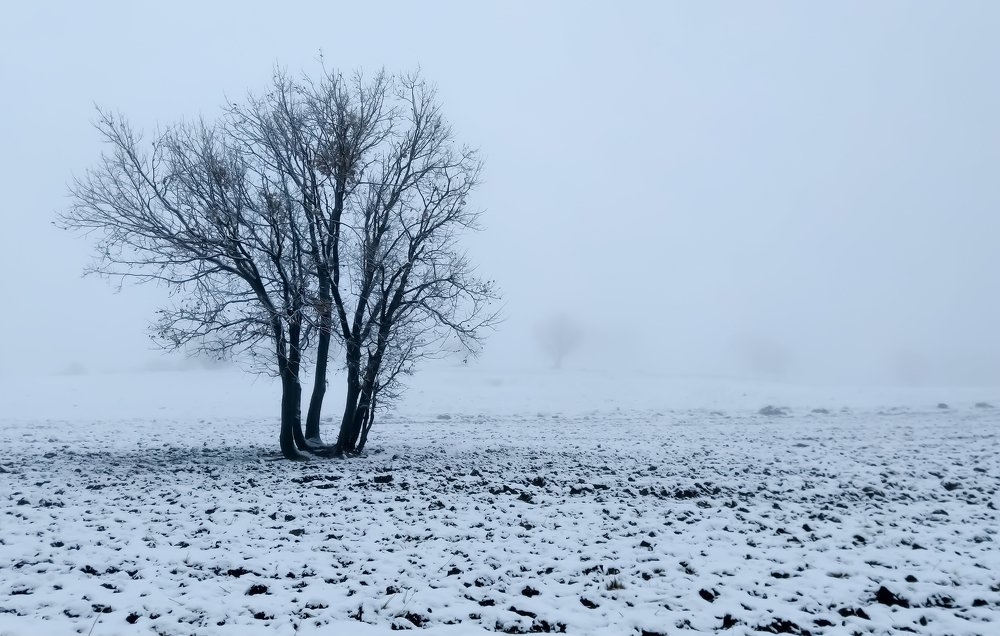 Photo #4018242