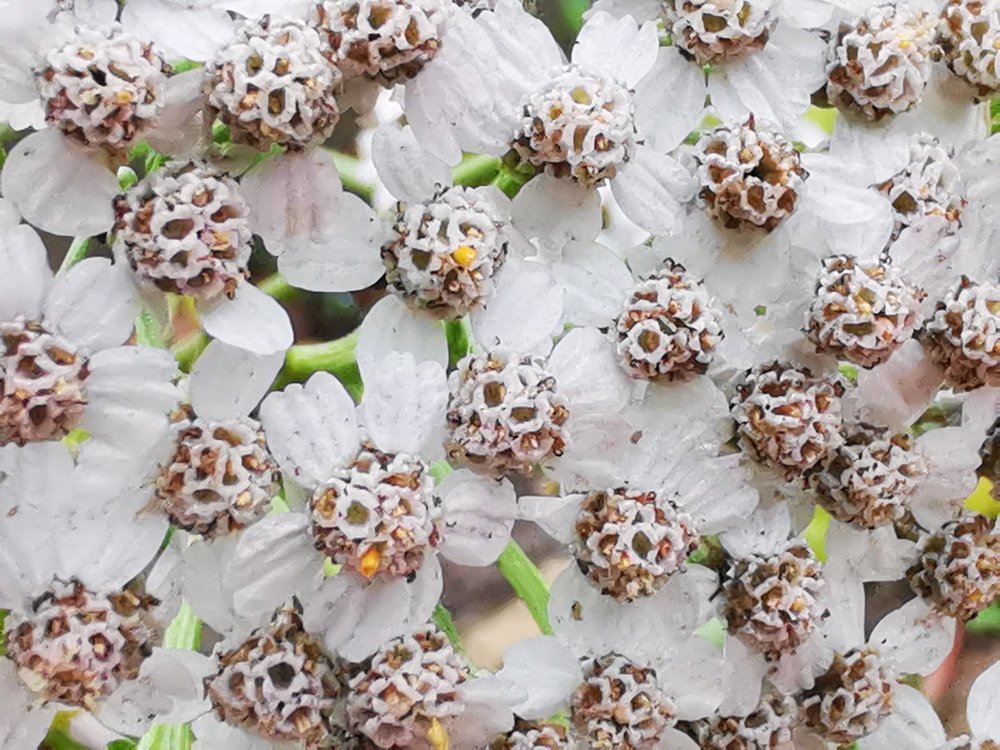 Летний снег