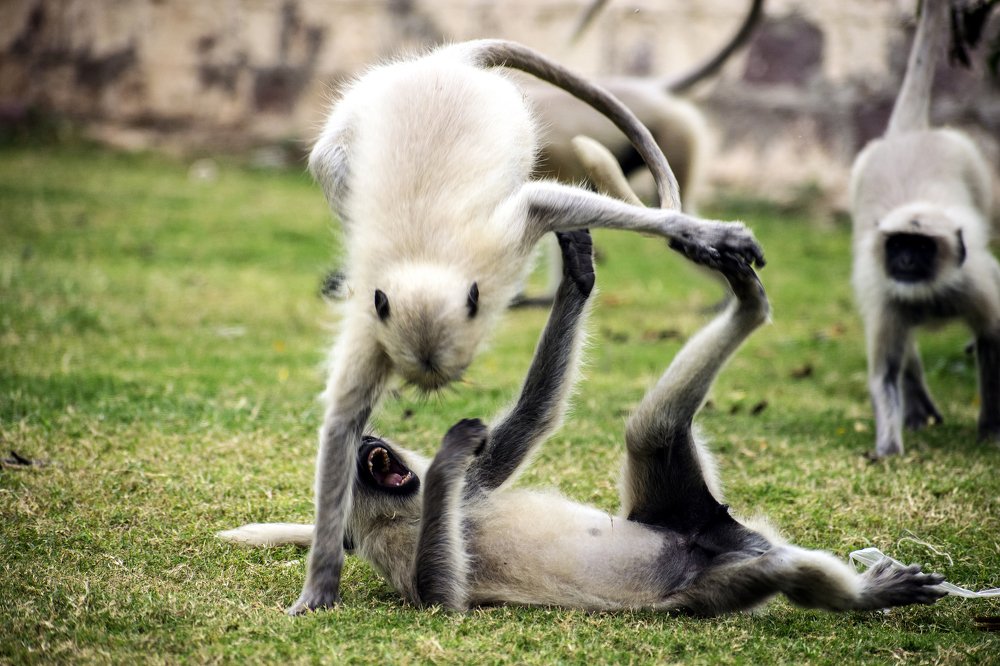 Photograph by mayur shrimali