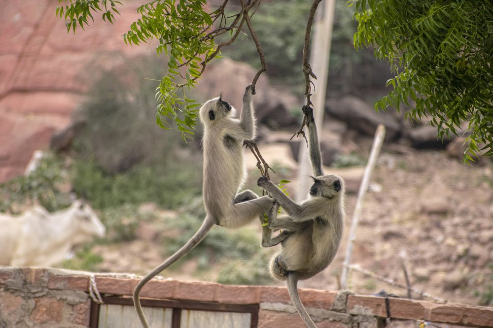 Photograph by mayur shrimali