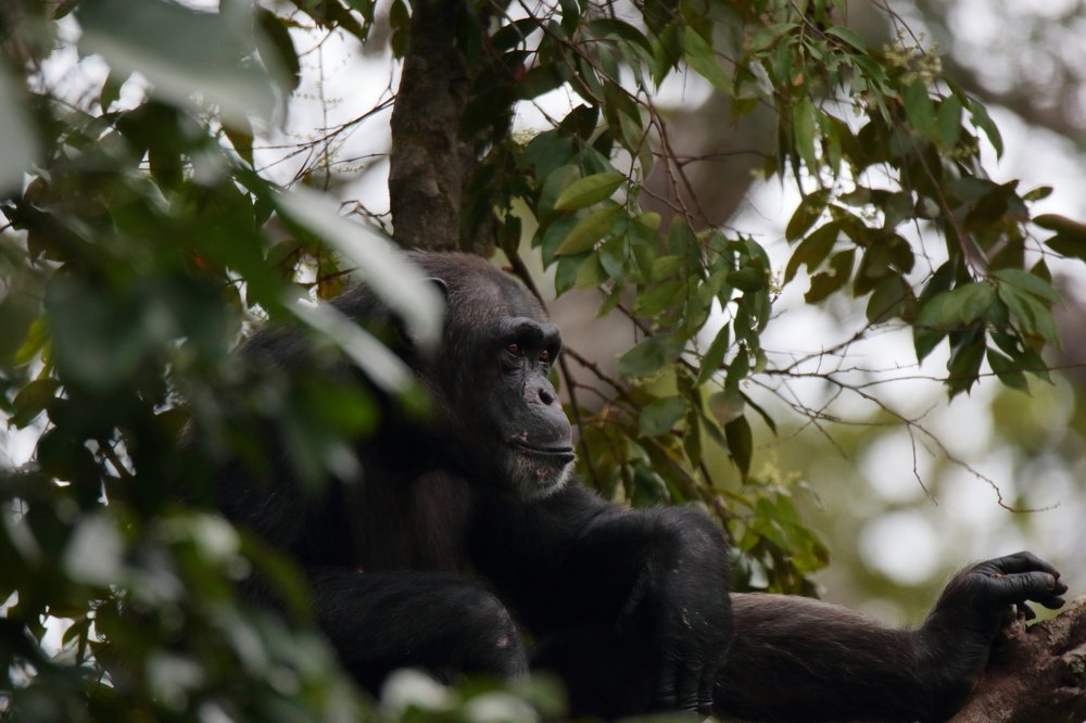 Photograph by Mike Temmerman