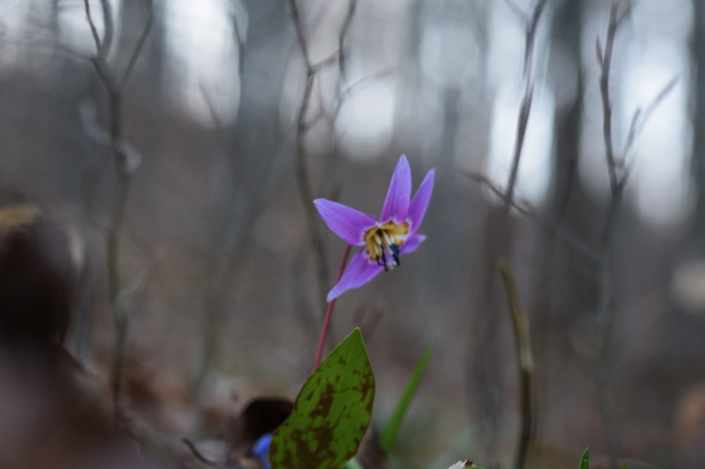 Spring wonder