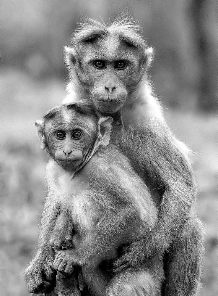 Photograph by Vishnu Gopal