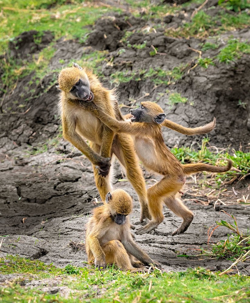 Фотография автора Vishnu Gopal