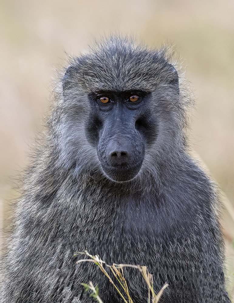 Photograph by Vishnu Gopal