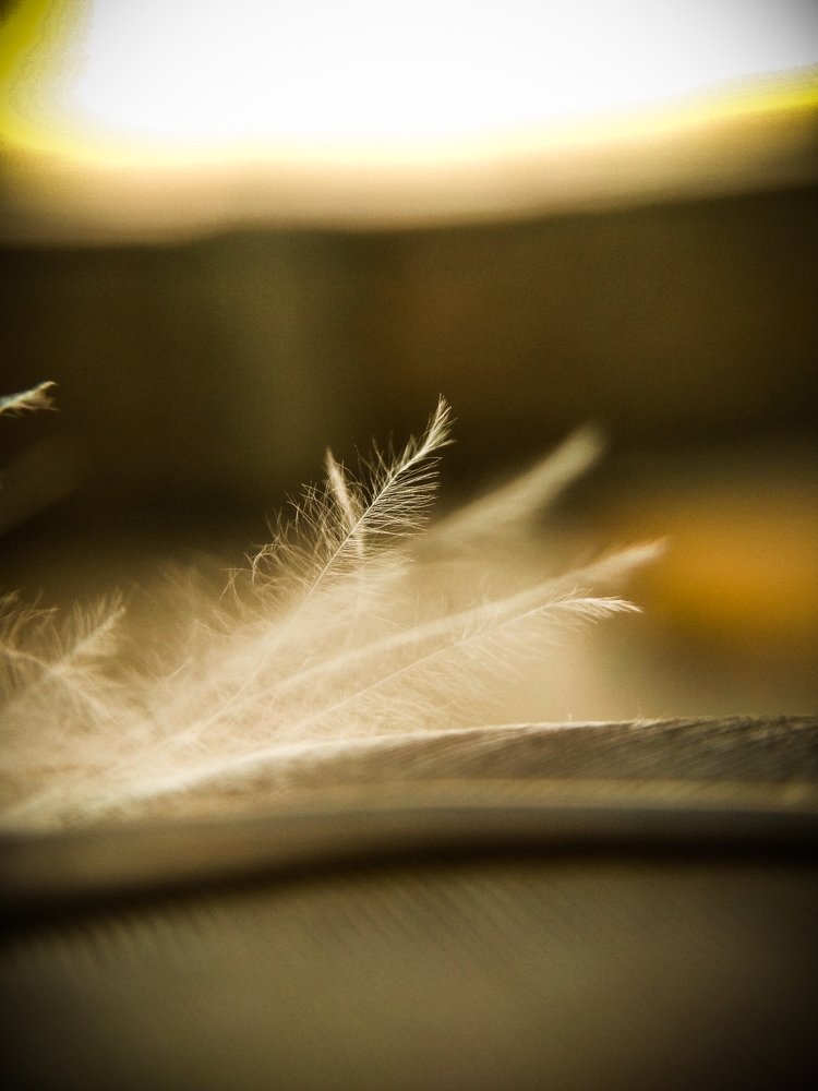 Feather