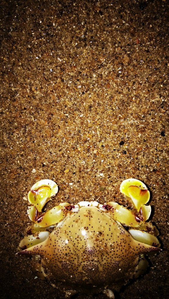 sands and crab