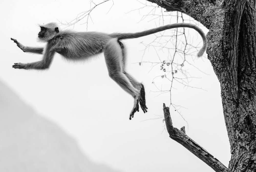 Фотография автора Vishnu Gopal