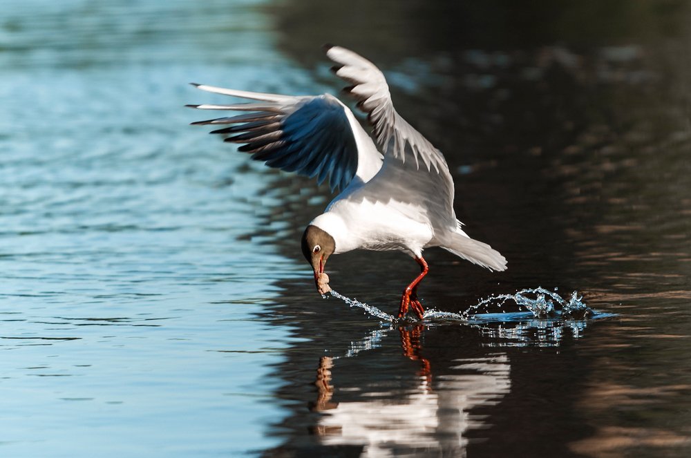 Photograph by Олег Пученков