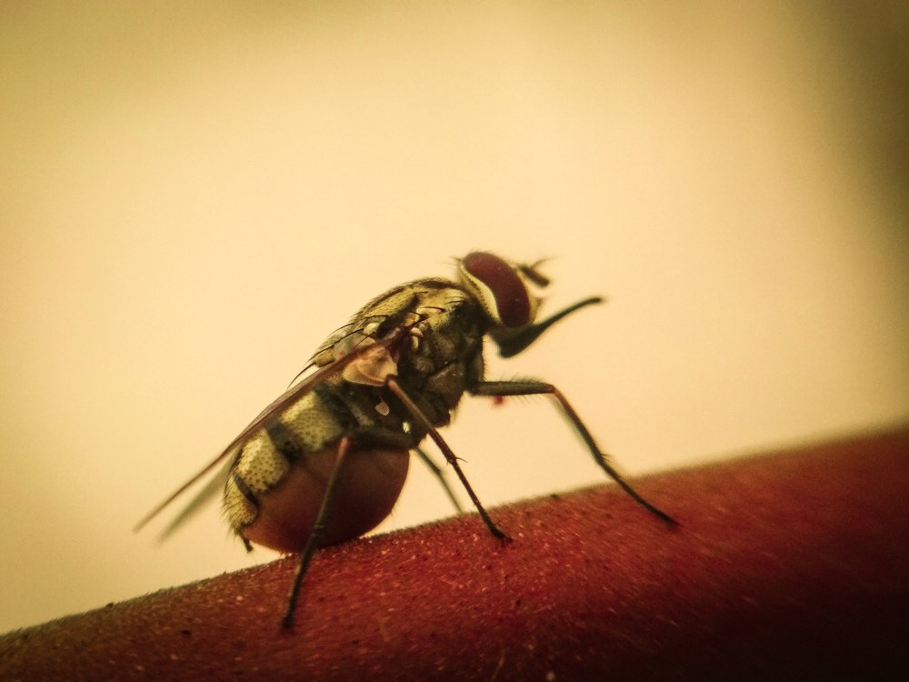 Macro.