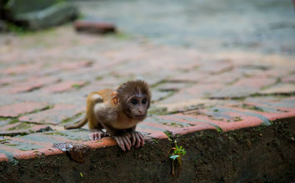 Baby monkey