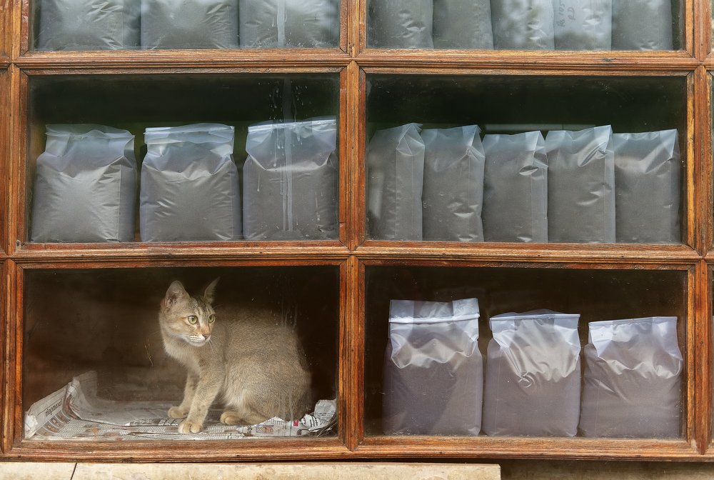 Фотография автора Vishnu Gopal