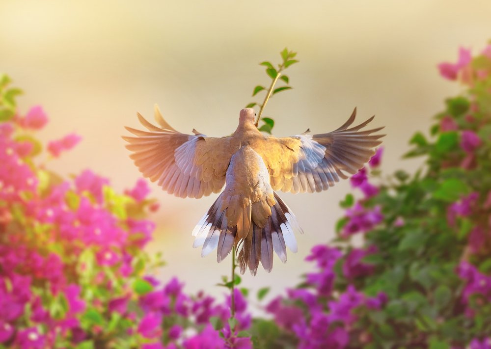 Фотография автора Vishnu Gopal