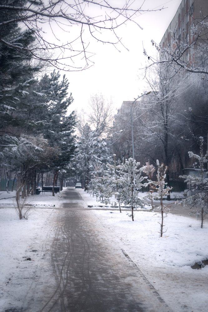 Сосновая аллея.