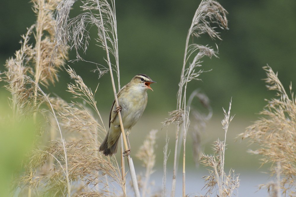 Photograph by Ярослав Думчев