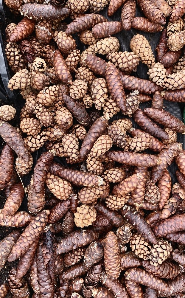 Photograph by Елена Мормоль