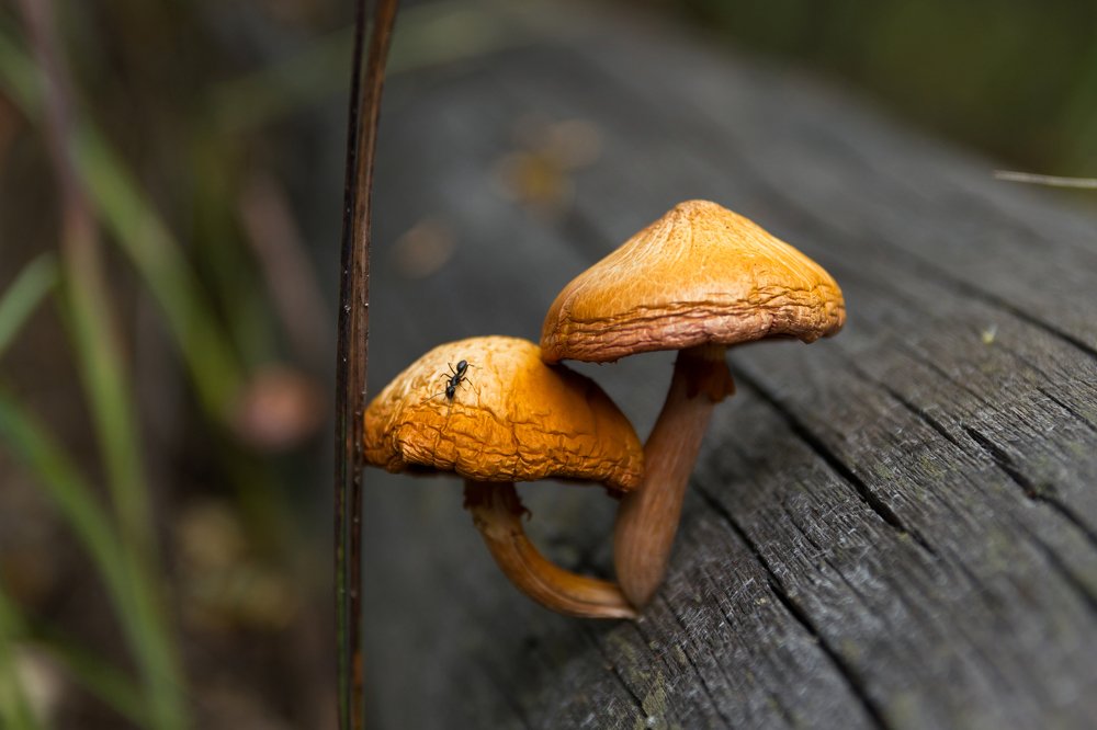 Photograph by Артем Карлов