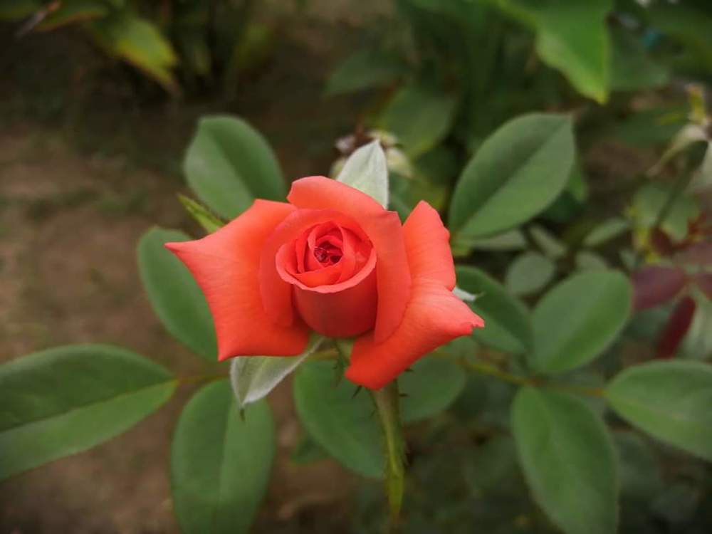 Rose