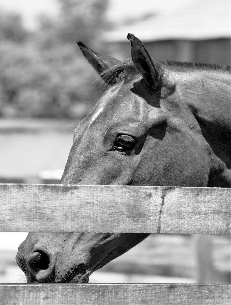 Photograph by Rosângela Verdi