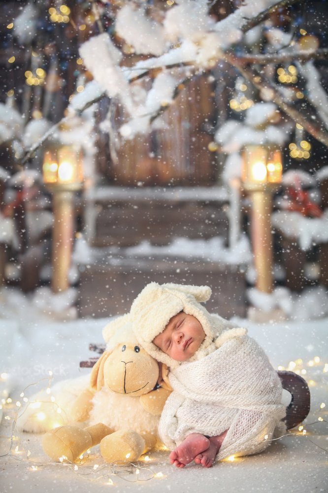 Little lambs  on the snow
