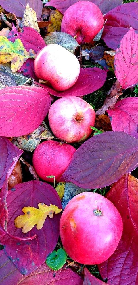 Photograph by Aigars Neļķe