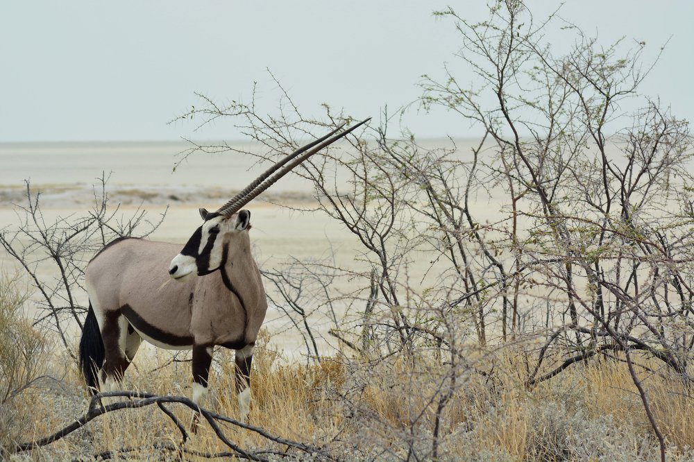 Фотография автора Анатолий Орлов