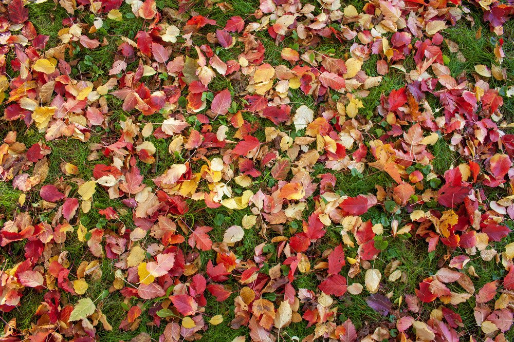 Осень целует лето