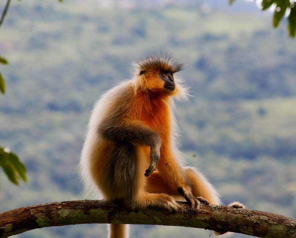 Wildlife-Golden Langur