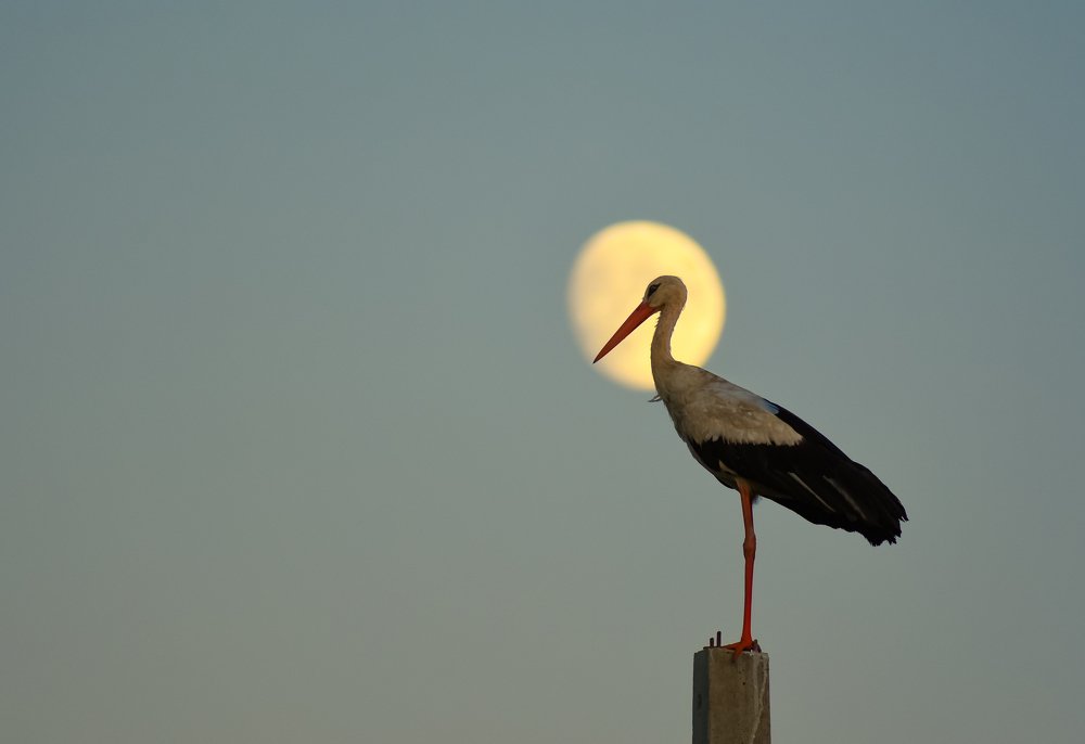 Photograph by marius burcea