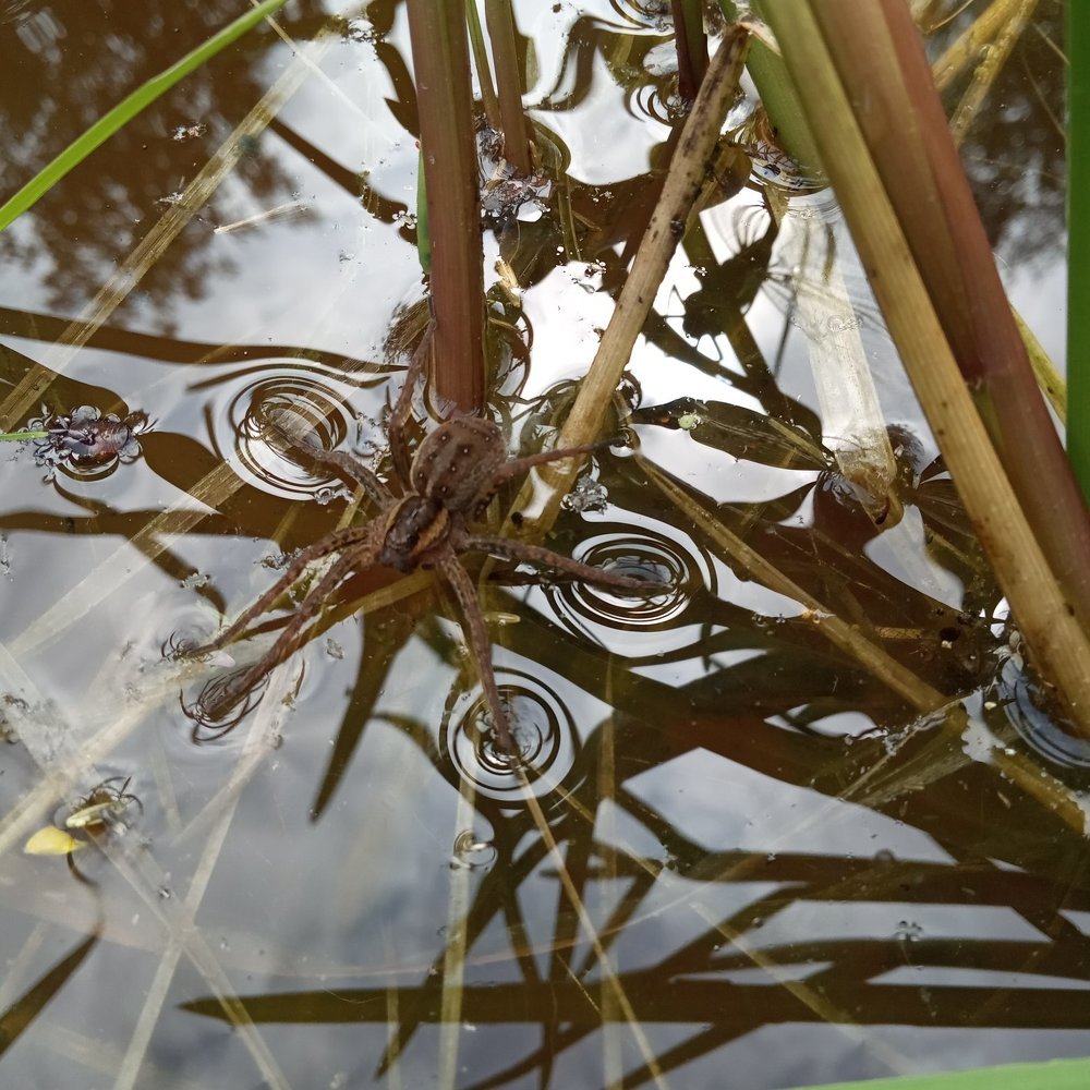 Photograph by Любовь Шаврина