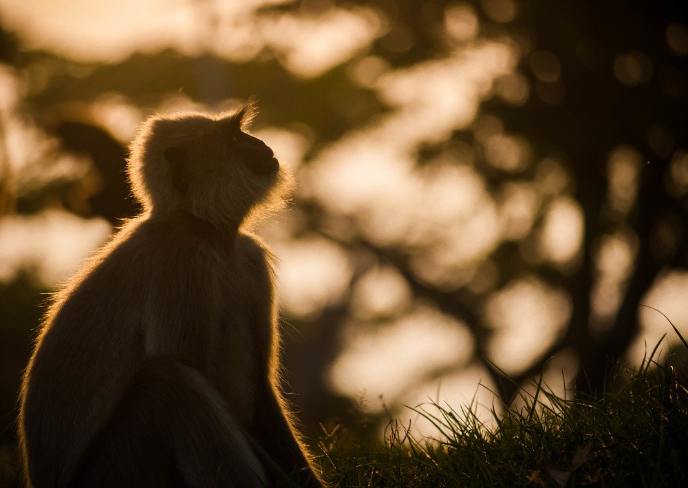 Photograph by  harish