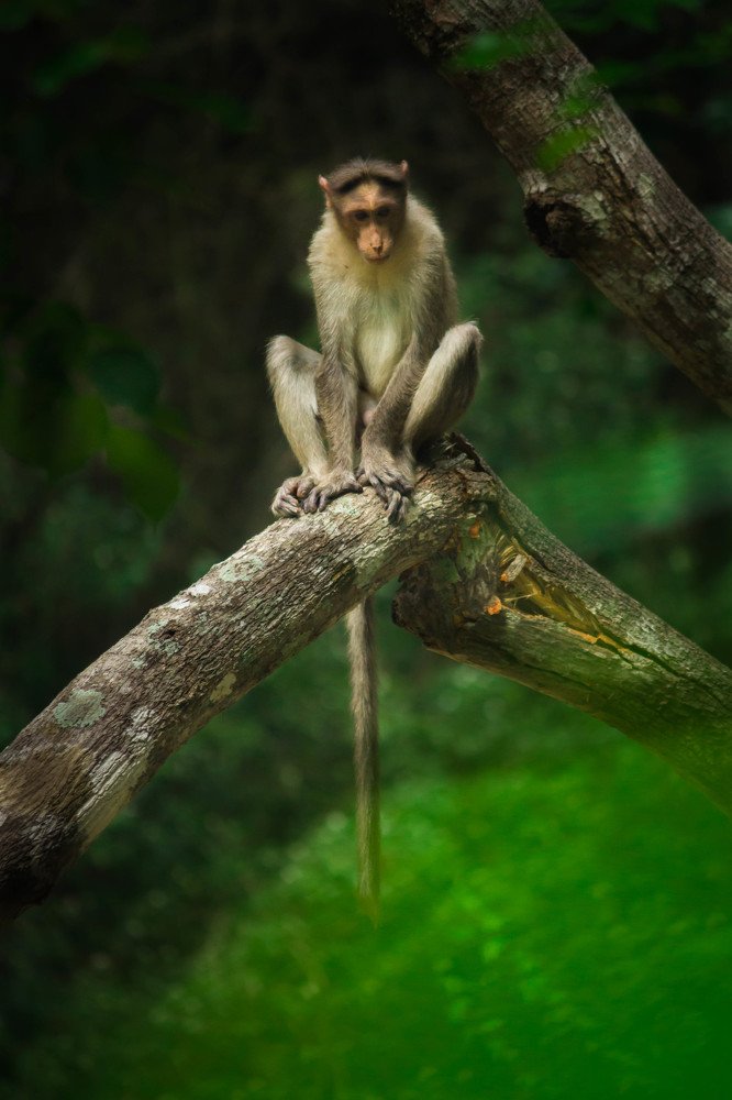 Photograph by  harish