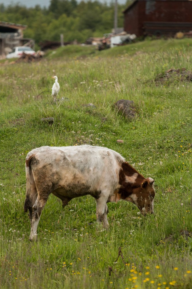 Photograph by Ирина Фастовец