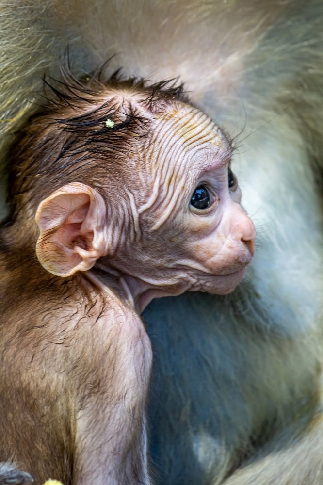 Photograph by Jaspreet Singh