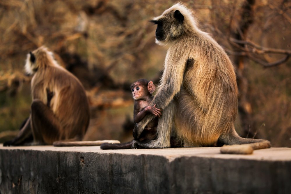 Photograph by sohrab kaveh