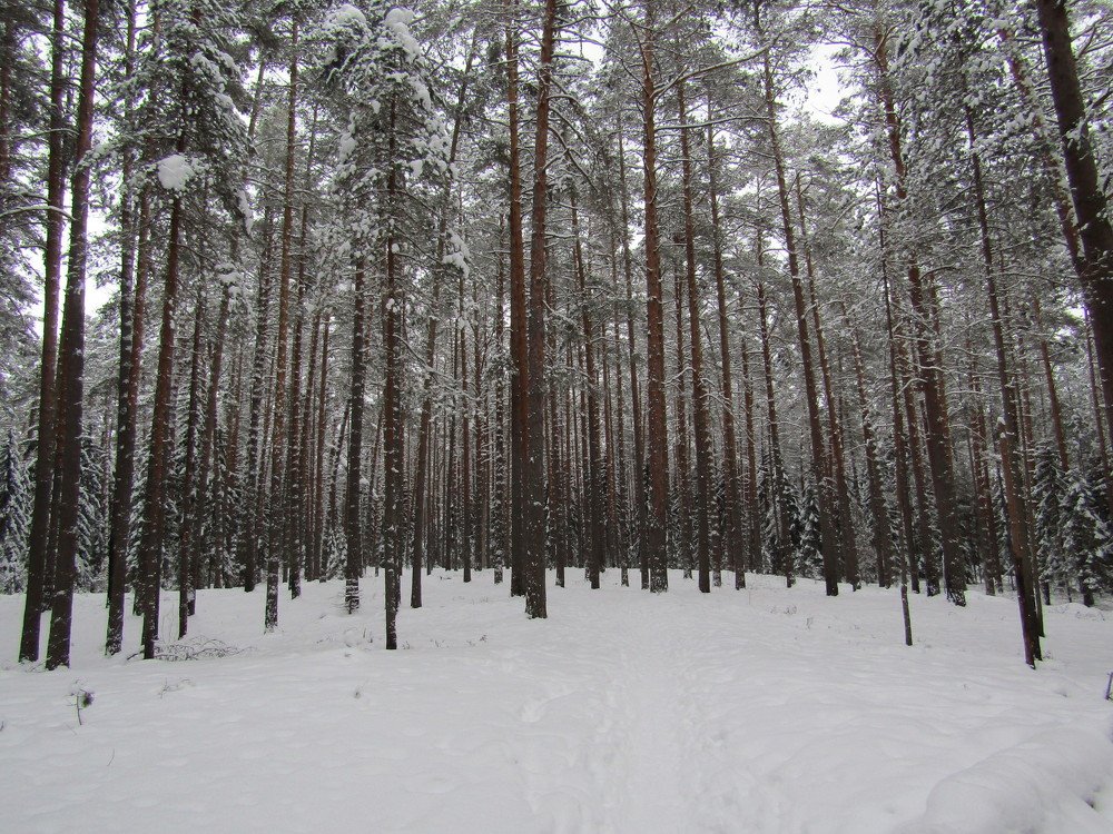 Photo #4021111