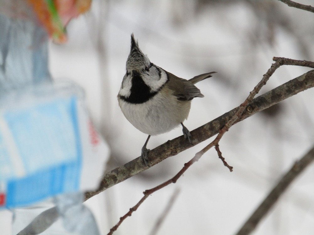 Photo #4021144