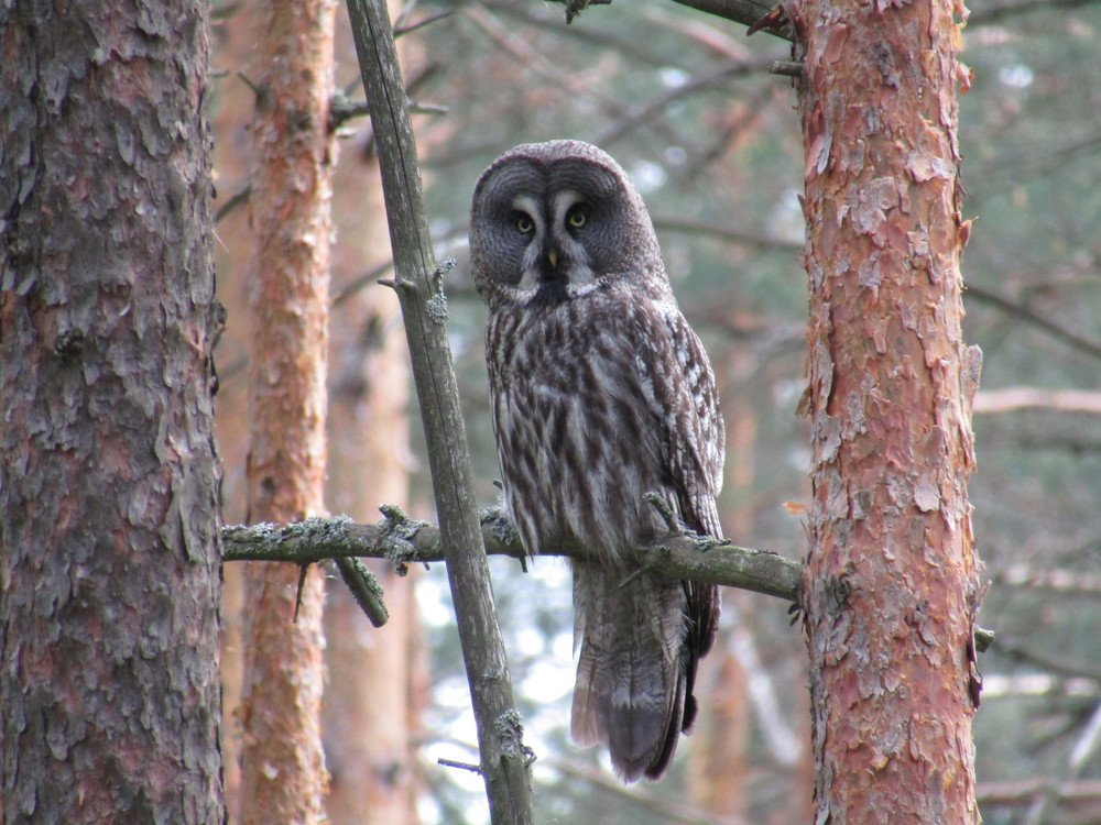 Photo #4021146