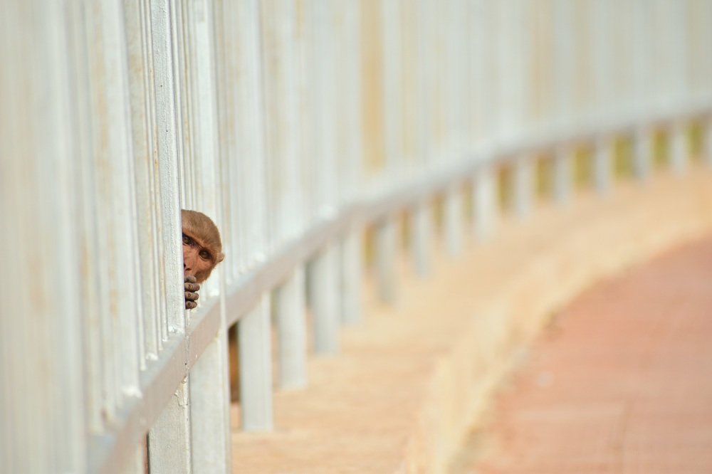 Photograph by Shiva Killamsetty