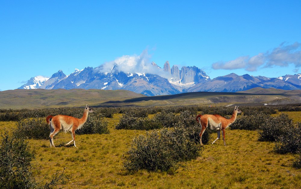Грациозные гуанако