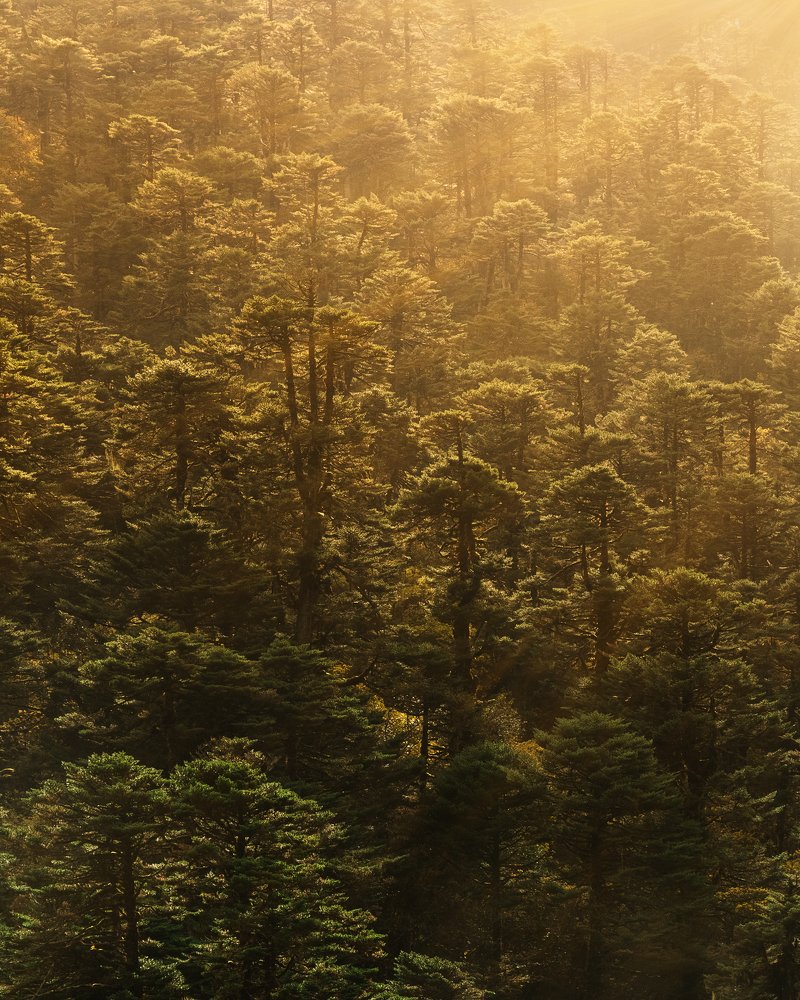 Фотография автора Jeet Khagram