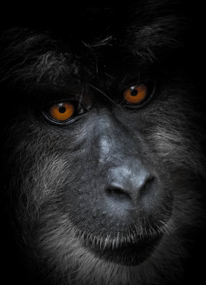 Lion Tailed Macaque - Portrait