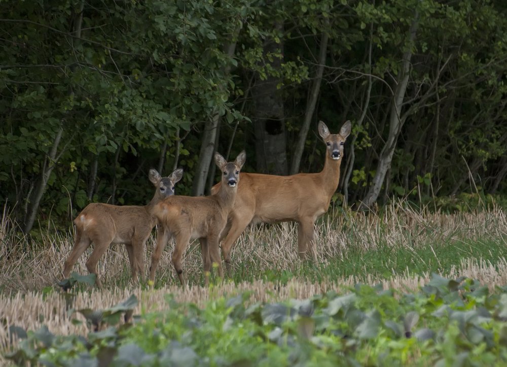 Photograph by Александра Савельева