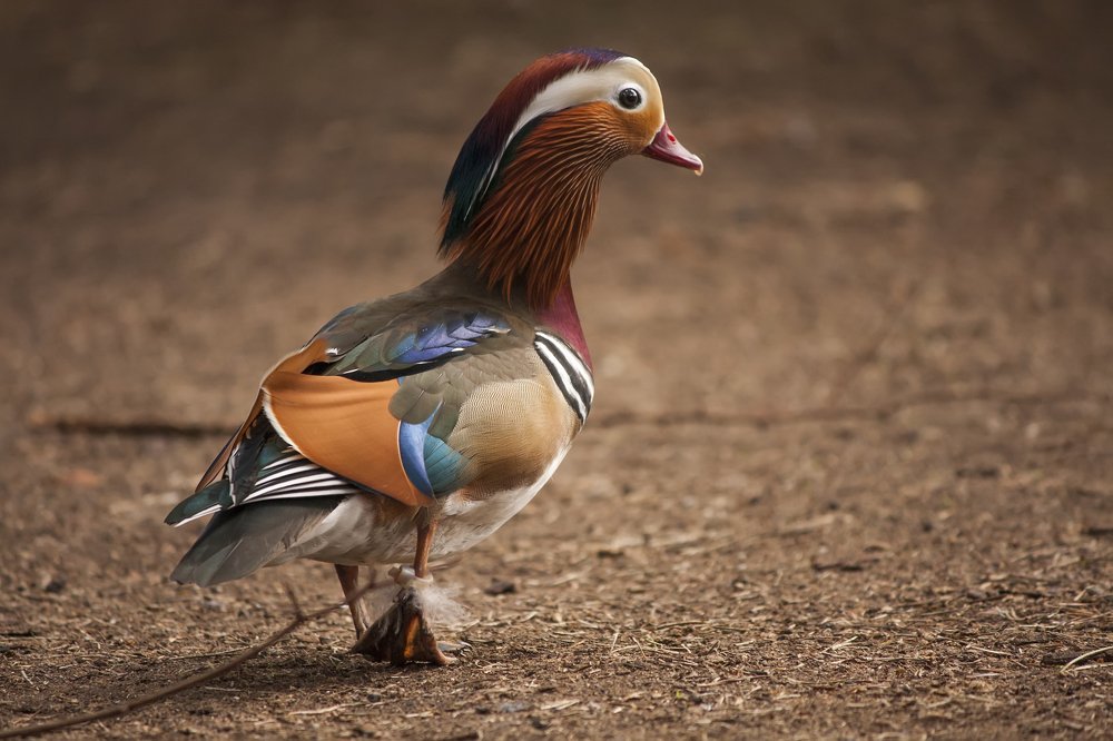 Photograph by Александра Савельева