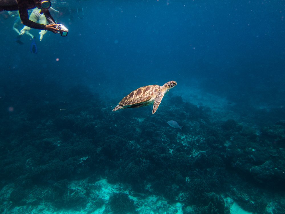 Зеленая морская черепаха