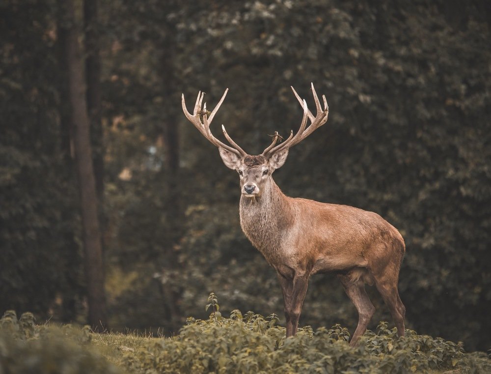 Photograph by Dana Catanoiu