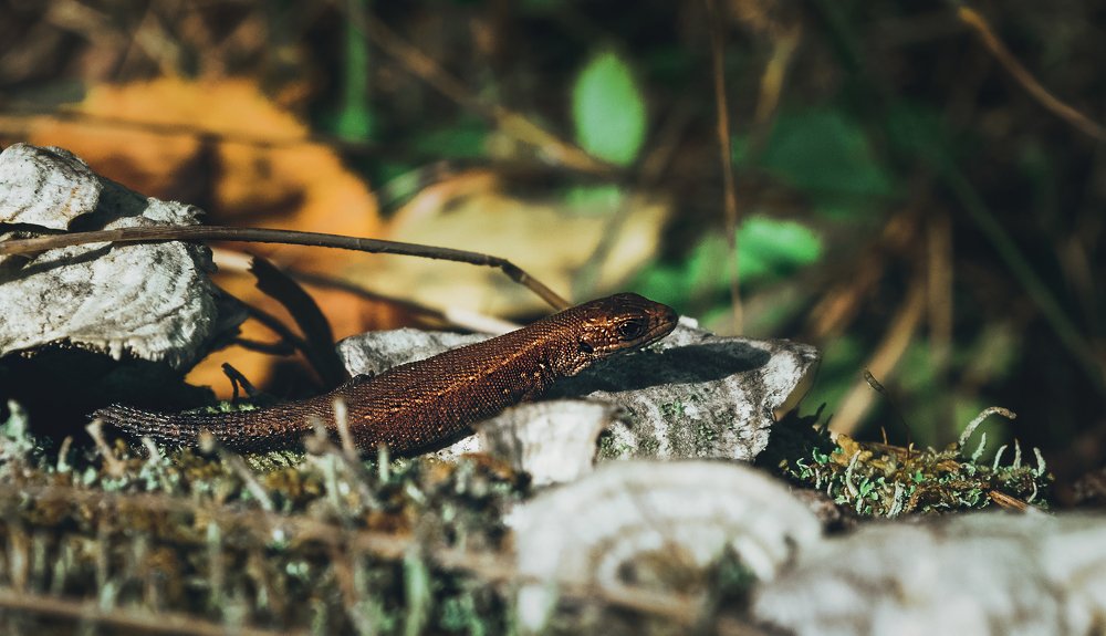 Photograph by Елизавета Большакова
