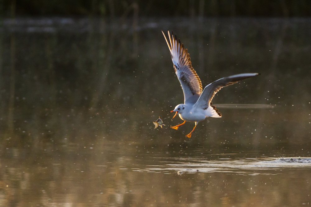 Photograph by Flora Jakab