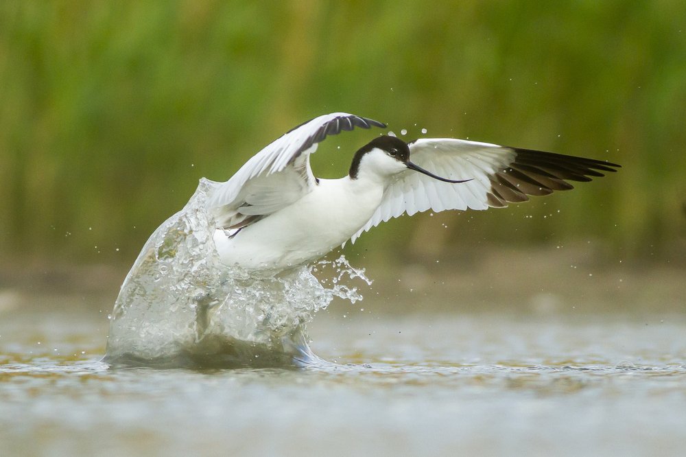 Photograph by Flora Jakab