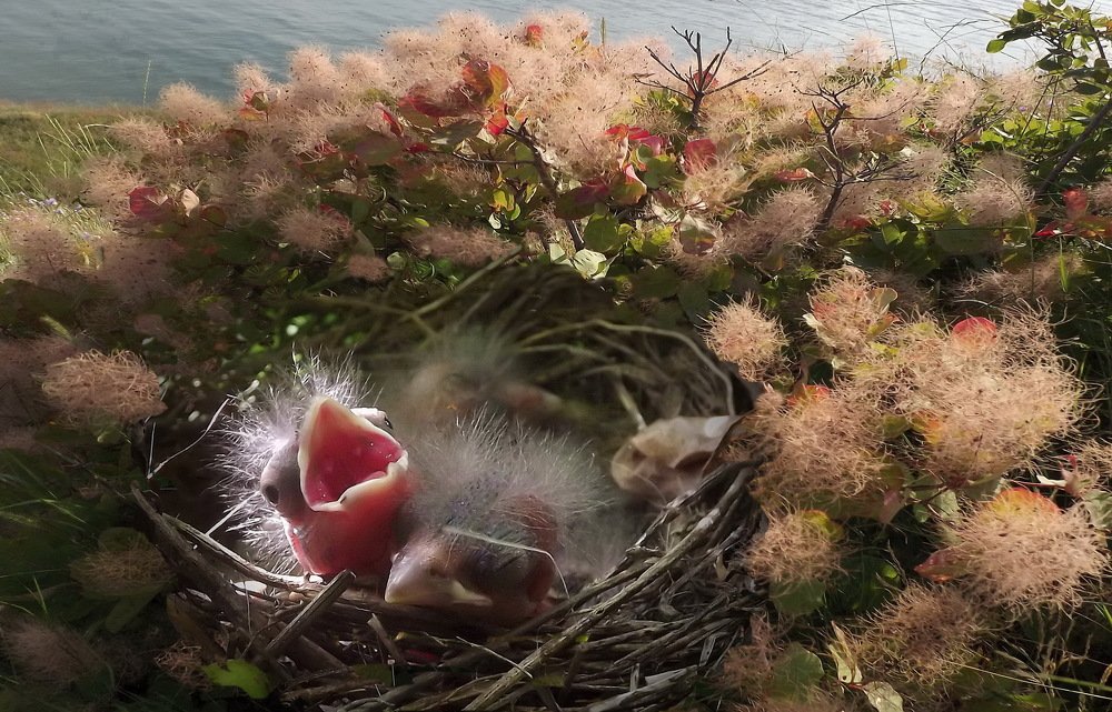 Photograph by Сергей Кошелев